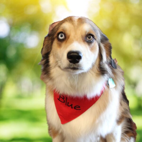 Blue medium sized dog with personalized dog collar bandana.