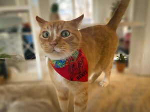 Personalized Pet Bandanas - Image 9