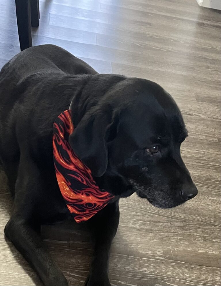 personalized dog bandana